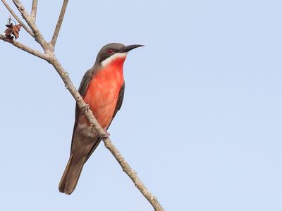 Rosy Bee-eater - Roze Bijeneter - Gupier gris-rose