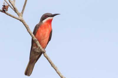 Rosy Bee-eater - Roze Bijeneter - Guêpier gris-rose