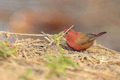 Red-billed Firefinch - Vuurvinkje - Amarante du Sngal (m)