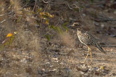 Spotted Thick-knee - Kaapse Griel - OEdicnme tachard