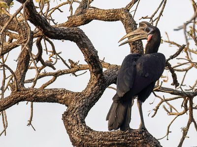 Abyssinian Ground Hornbill - Noordelijke Hoornraaf - Bucorve d'Abyssinie