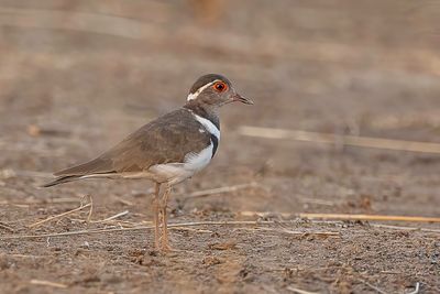 Forbes's Plover - Forbes' Plevier - Gravelot de Forbes