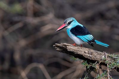 Blue-breasted Kingfisher - Teugelijsvogel - Martin-chasseur  poitrine bleue