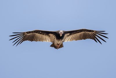 White-headed Vulture - Witkopgier - Vautour  tte blanche