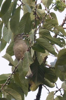 Honeyguide Greenbul - Witstaartbuulbuul - Bulbul à queue blanche