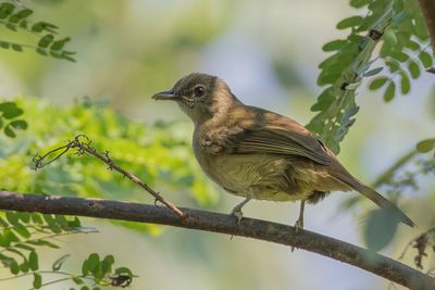 Little Grey Greenbul - Dwergbuulbuul - Bulbul gracile