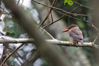 Brown-hooded Kingfisher - Bruinkapijsvogel - Martin-chasseur  tte brune