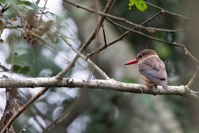Brown-hooded Kingfisher - Bruinkapijsvogel - Martin-chasseur à tête brune