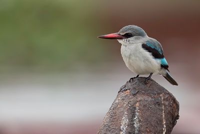 Woodland Kingfisher - Senegalijsvogel - Martin-chasseur du Sngal
