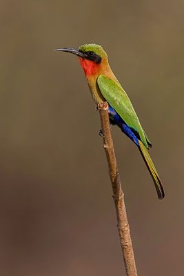 Red-throated Bee-eater - Roodkeelbijeneter - Gupier  gorge rouge