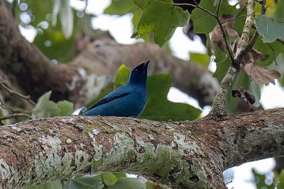 Blue Cuckooshrike - Blauwe Rupsvogel - chenilleur bleu