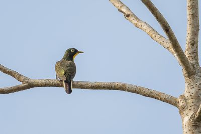 Yellow-throated Cuckoo - Geelkeelkoekoek - Coucou  gorge jaune