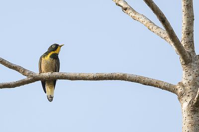 Yellow-throated Cuckoo - Geelkeelkoekoek - Coucou  gorge jaune