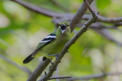 Green Iora - Groene Iora - Iora meraude