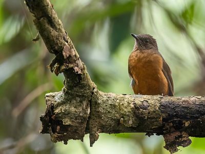 Finsch's Rufous Thrush - Finsch' Kortpootlijster - Stizorhin de Finsch