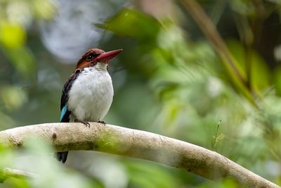 Chocolate-backed Kingfisher - Witkeelijsvogel - Martin-chasseur marron