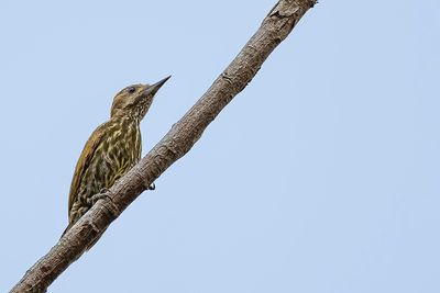 Melancholy Woodpecker - Melancholische Specht - Pic  raies noires