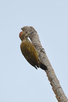 Melancholy Woodpecker - Melancholische Specht - Pic  raies noires