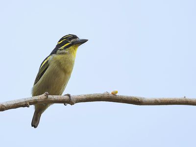 Red-rumped Tinkerbird - Roodstuitketellapper - Barbion  croupion rouge