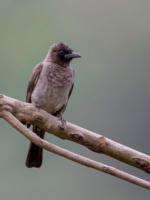 Common Bulbul - Grauwe Buulbuul - Bulbul des jardins