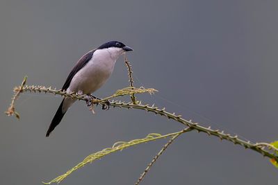 White-breasted Nigrita - Witborstnegervink - Nigrette  ventre blanc