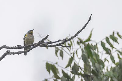 Yellow-chinned Sunbird - Geelkinhoningzuiger - Souimanga  bec droit
