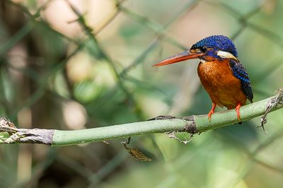 Blue-eared Kingfisher - Menintingijsvogel - Martin-pêcheur méninting