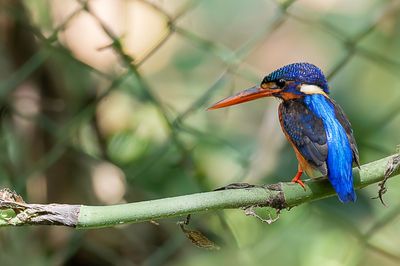 Blue-eared Kingfisher - Menintingijsvogel - Martin-pêcheur méninting