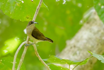 Pale Spiderhunter - Palawanspinnenjager - Arachnothère pâle