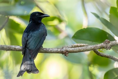 Palawan Drongo - Palawandrongo - Drongo de Palawan