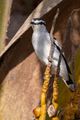 Pied Triller - Bonte Triller - Échenilleur térat (m)