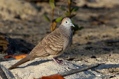 Zebra Dove - Zebraduif - Goplie zbre