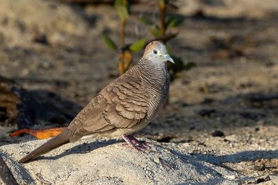 Zebra Dove - Zebraduif - Géopélie zébrée