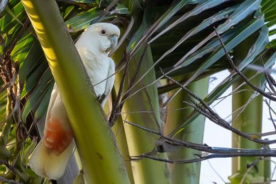 Red-vented Cockatoo - Filipijnse Kaketoe - Cacatoès des Philippines