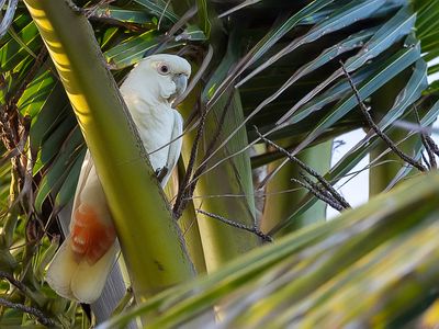 Red-vented Cockatoo - Filipijnse Kaketoe - Cacatoès des Philippines