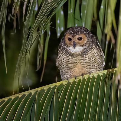 Spotted Wood Owl - Maleise Bosuil - Chouette des pagodes