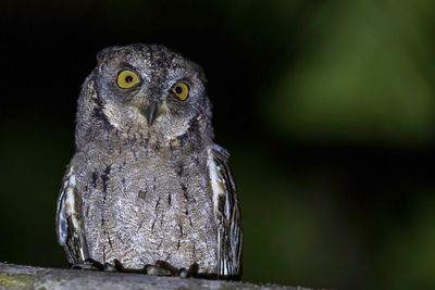 Mantanani Scops Owl - Mantananidwergooruil - Petit-duc de Mantanani