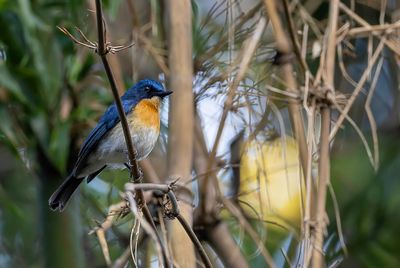 Palawan Blue Flycatcher - Balabakniltava - Gobemouche de Balabac (m)