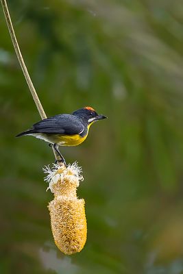 Palawan Flowerpecker - Platens Honingvogel - Dicée de Palawan (m)