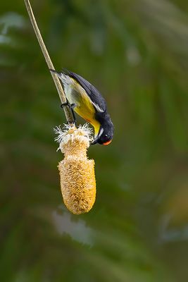 Palawan Flowerpecker - Platens Honingvogel - Dicée de Palawan (m)