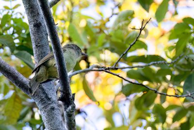 Sulphur-bellied Bulbul - Goudoogbuulbuul - Bulbul de Palawan