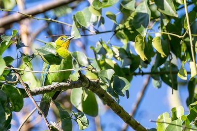 Yellow-throated Leafbird - Palawanbladvogel - Verdin de Palawan