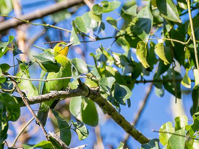 Yellow-throated Leafbird - Palawanbladvogel - Verdin de Palawan