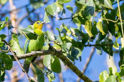 Yellow-throated Leafbird - Palawanbladvogel - Verdin de Palawan