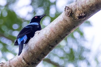 Palawan Fairy-bluebird - Palawanblauwrug - Irène de Tweeddale