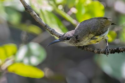 Copper-throated Sunbird - Koperkeelhoningzuiger - Souimanga de Macklot (f)