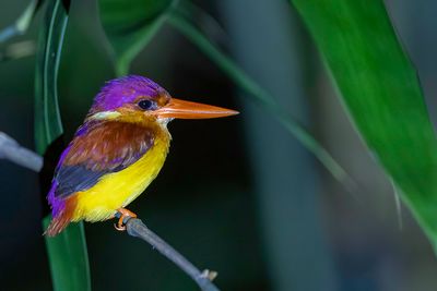 Oriental Dwarf Kingfisher - Jungledwergijsvogel - Martin-pêcheur pourpré