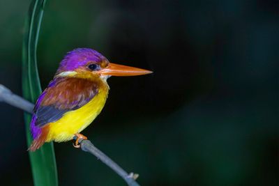 Rufous-backed Dwarf Kingfisher - Martin-pêcheur à dos roux