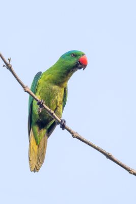 Blue-naped Parrot - Blauwnekpapegaai - Perruche de Luçon