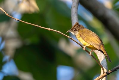 Palawan Bulbul - Palawanbuulbuul - Bulbul jumeau